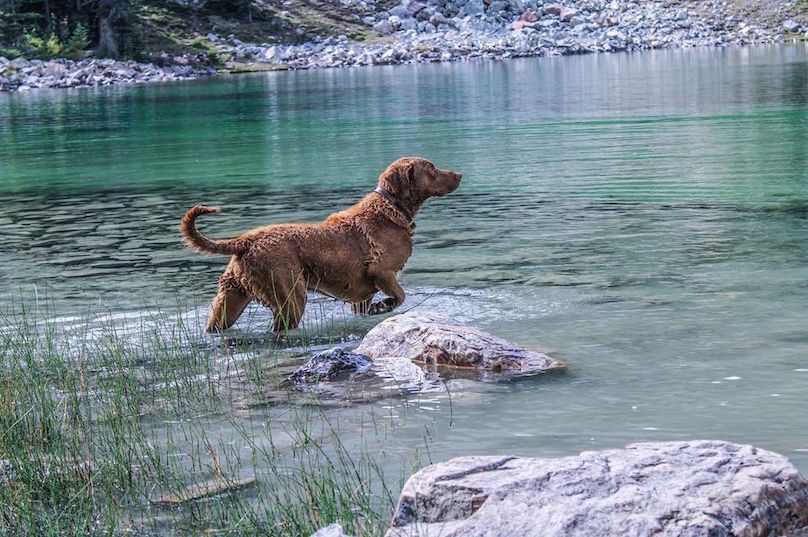 chesapeake-bay-retriever-ideal-environment
