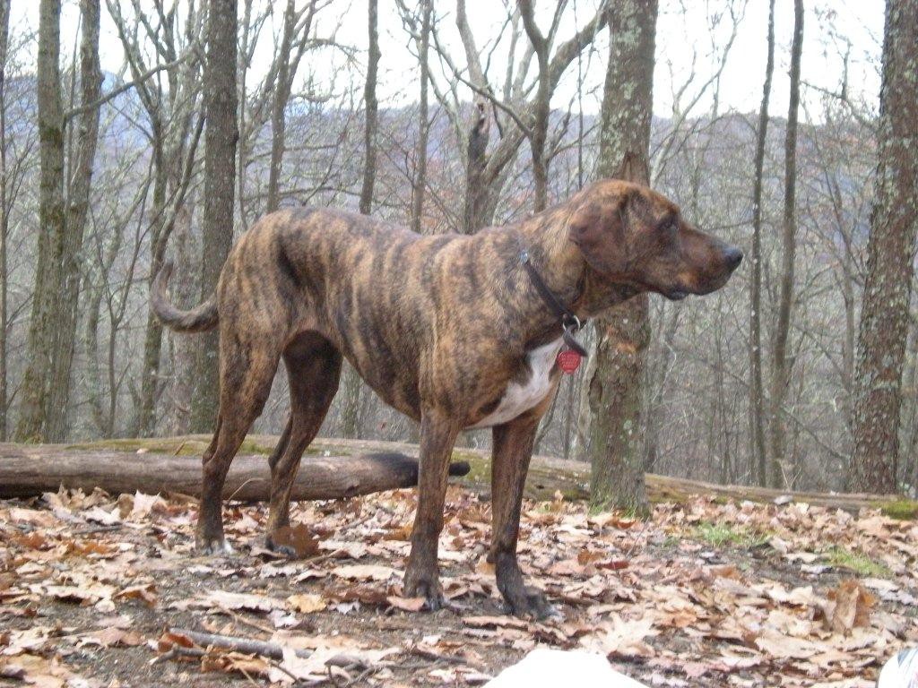 Plott Hound